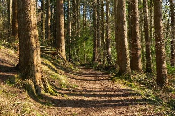 Брудна Стежка Через Ліс Після Обіду Світла Dalbeattie Forest Town — стокове фото