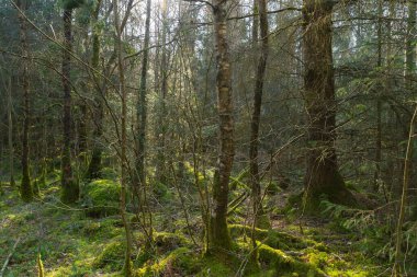 Yürüyüş yolu boyunca manzara. Dalbeattie Orman Kasabası Ormanı, Dalbeattie, İskoçya.