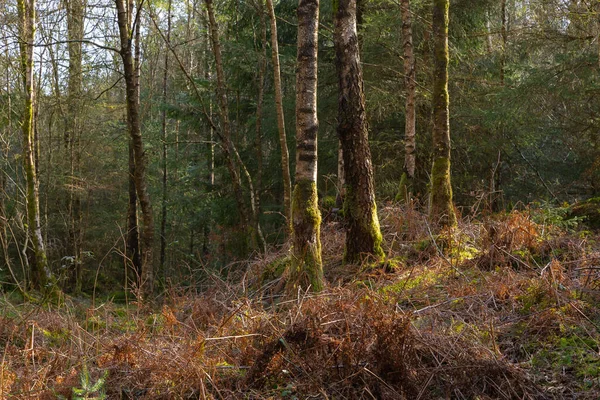Landskap Längs Vandringsleden Dalbeattie Forest Town Woods Dalbeattie Skottland — Stockfoto