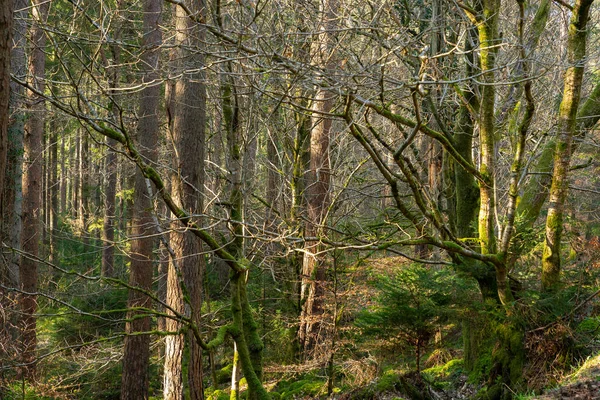 Krajina Podél Turistické Stezky Dalbeattie Forest Town Woods Dalbeattie Scotland — Stock fotografie