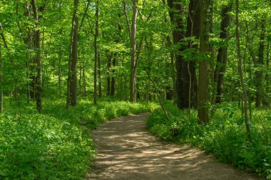 Illinois Kanyonu 'nda güzel bir bahar öğleden sonrasında toprak yürüyüş parkuru. Aç Rock State Park, Illinois, ABD.