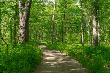 Illinois Kanyonu 'nda güzel bir bahar öğleden sonrasında toprak yürüyüş parkuru. Aç Rock State Park, Illinois, ABD.