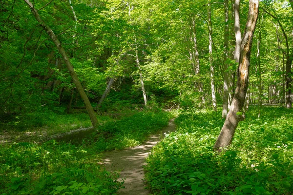 Illinois Kanyonu 'nda güzel bir bahar öğleden sonrasında toprak yürüyüş parkuru. Aç Rock State Park, Illinois, ABD.