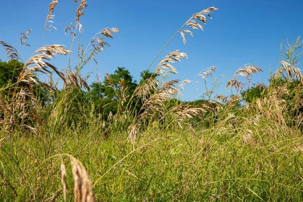 Tallgrass Wildflowers Prairie Buffalo Rock State Park Illinois Usa — Foto Stock