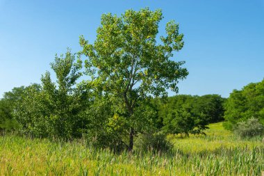 Buffalo Rock State Park, Illinois, ABD 'de canlı yaz manzarası.