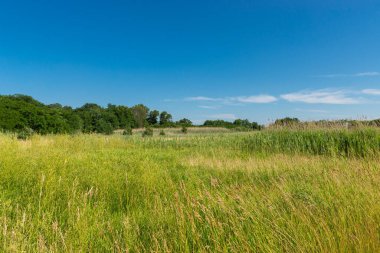 Buffalo Rock State Park, Illinois, ABD 'de canlı yaz manzarası.