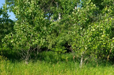 Buffalo Rock State Park, Illinois, ABD 'de canlı yaz manzarası.