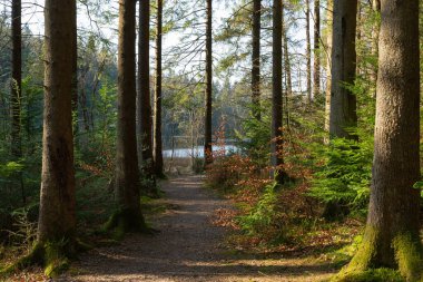Yürüyüş yolu boyunca manzara. Dalbeattie Orman Kasabası Ormanı, Dalbeattie, İskoçya.