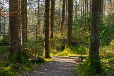 Yürüyüş yolu boyunca manzara. Dalbeattie Orman Kasabası Ormanı, Dalbeattie, İskoçya.