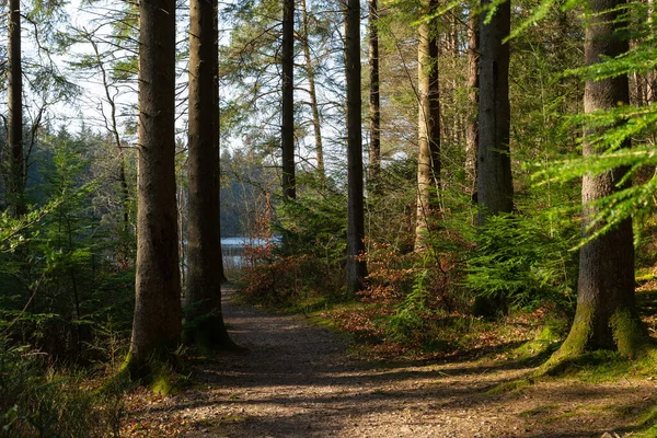 Landskap Längs Vandringsleden Dalbeattie Forest Town Woods Dalbeattie Skottland — Stockfoto