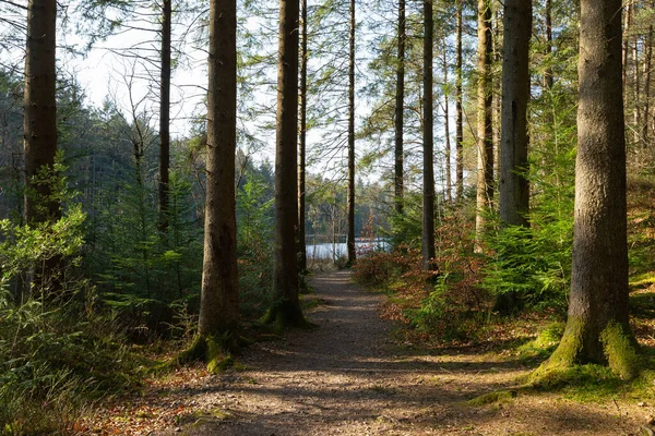 Пейзаж Уздовж Туристичного Шляху Dalbeattie Forest Town Woods Dalbeattie Scotland — стокове фото