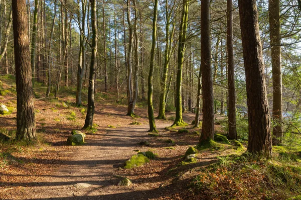 Пейзаж Уздовж Туристичного Шляху Dalbeattie Forest Town Woods Dalbeattie Scotland — стокове фото