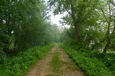 Bir yaz sabahı I ve M Kanalı 'nın yolu boyunca ilerlemek. LaSalle, Illinois, ABD.