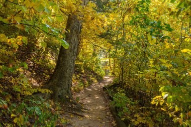 ABD 'nin Illinois eyaletindeki Starved Rock State Park' ta sonbahar arazisinde yürüyüş parkurunda..