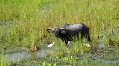 Talay Noi 'deki Water Buffalos, Tayland' ın güneyindeki Phatthalung Eyaleti.