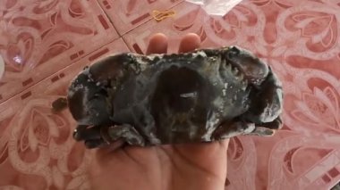 Tayland 'dan satışa sunulan donmuş yumuşak kabuklu yengeç endüstrisi