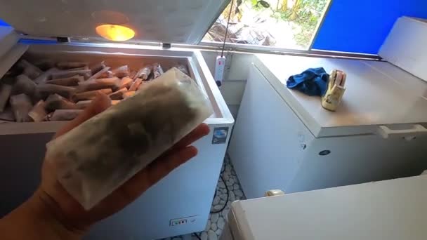 タイからの販売と輸出のための冷凍ソフトシェルカニ産業 — ストック動画