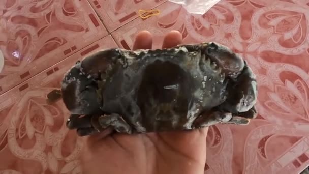 Industrie Congelée Crabe Carapace Molle Pour Vente Exportation Thailand — Video