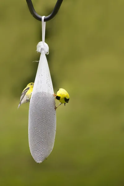 Goldfinches americanos em um alimentador de pássaros — Fotografia de Stock