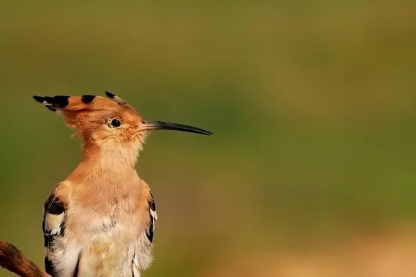 Retrato de um Hoopoe — Fotografia de Stock