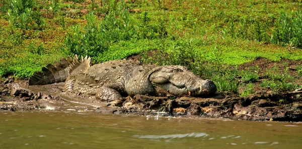 Crocodilo adormecido — Fotografia de Stock