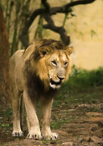 O rei leão — Fotografia de Stock