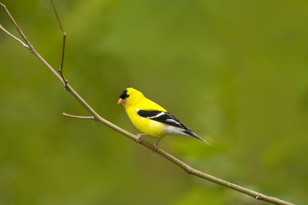 American Goldfinch Bird in a natura Perch