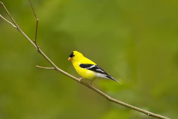Čížek žlutý pták okouna natura Royalty Free Stock Obrázky