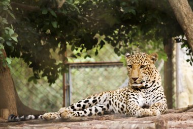 onun kafes içinde leopar