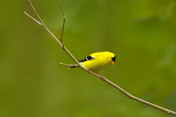 Barevné Čížek žlutý pták v natura okouna v páření moře — Stock fotografie