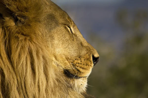 Leão africano descansando — Fotografia de Stock
