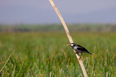 Asya alaca starling (Sturnus contra)