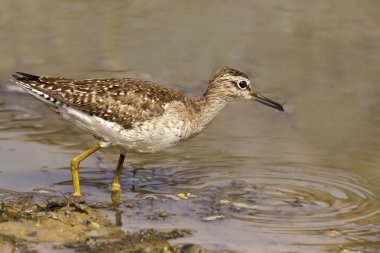 ahşap sandpiper portresi