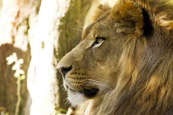 Closeup de leão africano — Fotografia de Stock