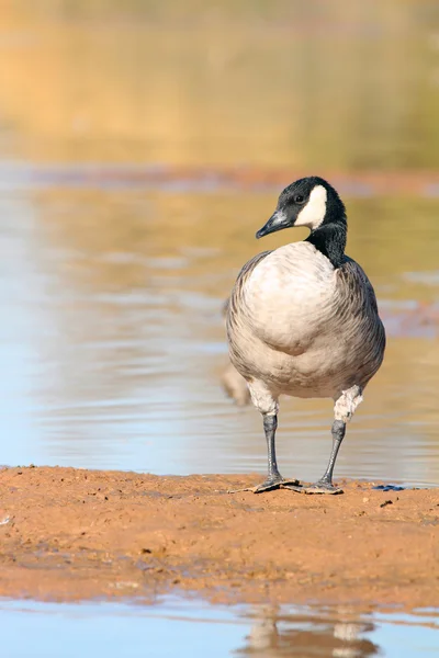 Canada goose bere sluneční koupel v chladný den Royalty Free Stock Obrázky