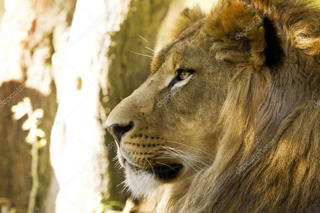 African Lion closeup