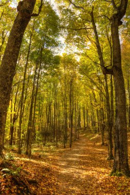 güzel geçit ile sonbahar renkleri michigan a.b.d.