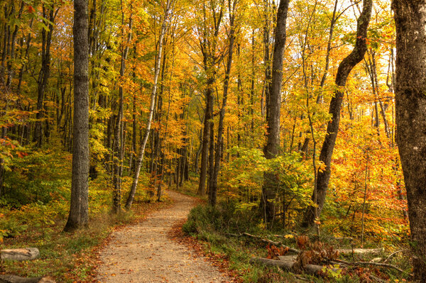 Beautiful walkway in with fall colors in Michigan USA