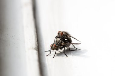 House flies mating clipart
