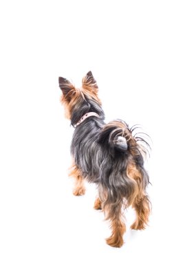 Rear view of a little yorkshire terrier clipart