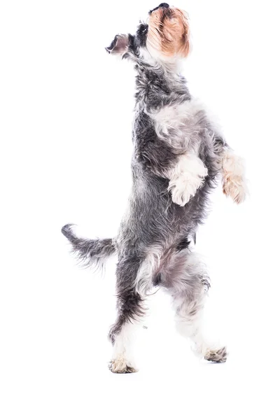 Agile schnauzer standing on his hind legs — Stock Photo, Image