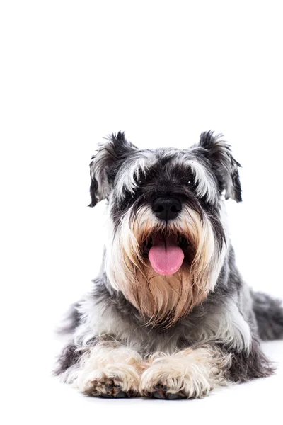 Felice ansimante schnauzer — Foto Stock