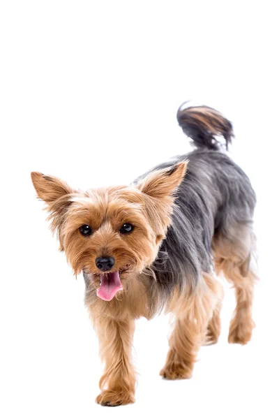 Niedlicher kleiner yorkshire terrier nähert sich — Stockfoto