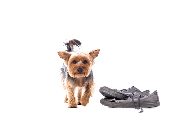Little Yorkie at obedience training — Stock Photo, Image