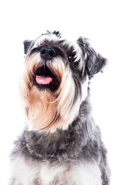 Portret van een mooie schnauzer hond — Stockfoto