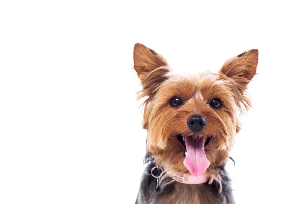 mutlu küçük yorkshire korkunç