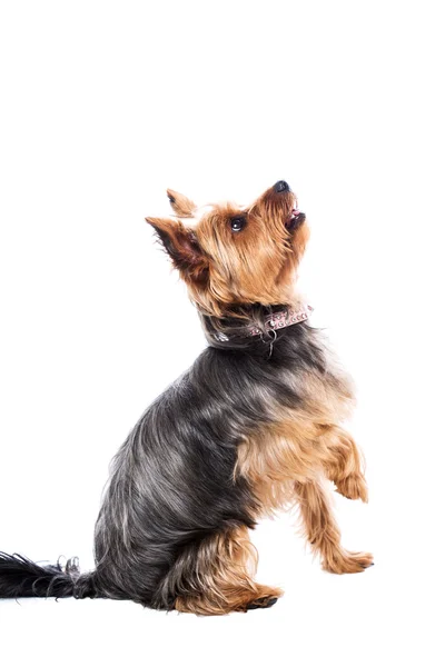 küçük yorkshire korkunç yemek için bekliyor