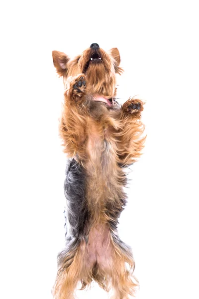 Cute little Yorkie begging — Stock Photo, Image