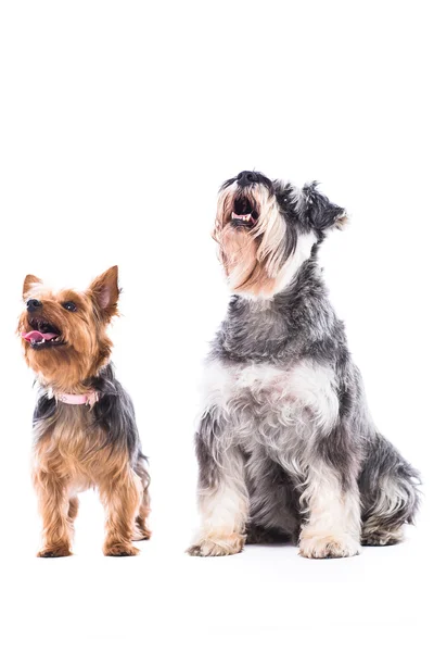 Two alert dogs waiting for treats — Stock Photo, Image