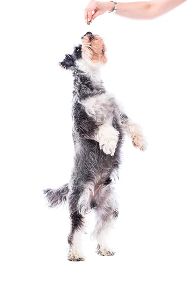 Schnauzer being rewarded with a treat — Stock Photo, Image